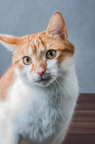 Engraçado bonito, gato doméstico — Fotografia de Stock