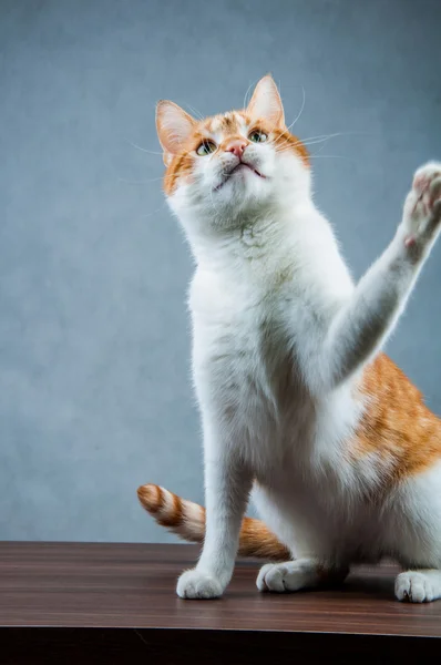 Divertido hermoso, gato doméstico — Foto de Stock