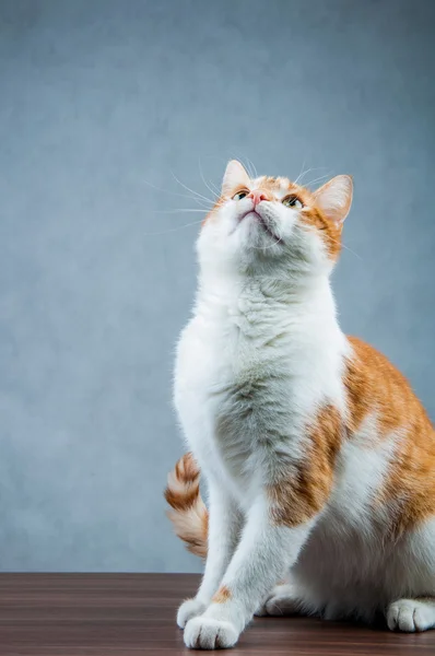 Funny beautiful, domestic cat — Stock Photo, Image