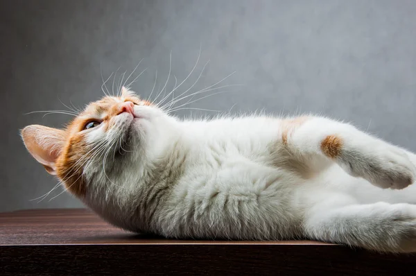 Funny beautiful, domestic cat — Stock Photo, Image