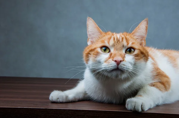 Divertido hermoso, gato doméstico — Foto de Stock