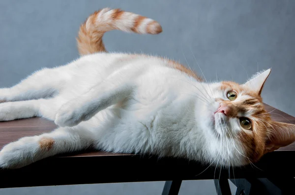 Смешная красивая домашняя кошка — стоковое фото
