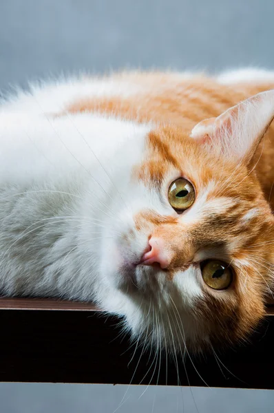 Rolig vackra, inhemska katt — Stockfoto