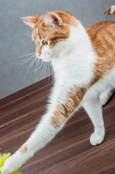 Casa hermoso lindo gato — Foto de Stock