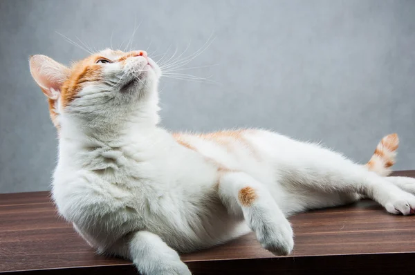 Lindo, dulce gato en casa — Foto de Stock