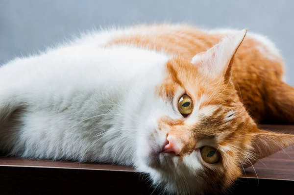 Симпатичная, милая домашняя кошка — стоковое фото
