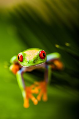 ormanda güzel renkli kurbağa