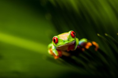 doğal yağmur ormanlarında egzotik kurbağa