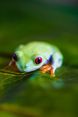 Doymuş tropikal renkli kurbağa teması