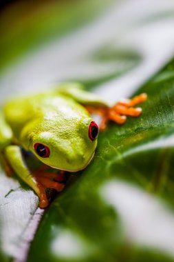 Doymuş tropikal renkli kurbağa teması