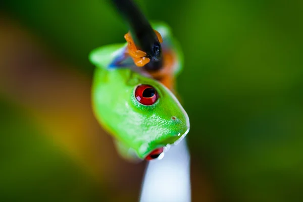 Concepto natural con hermosa rana en la selva —  Fotos de Stock