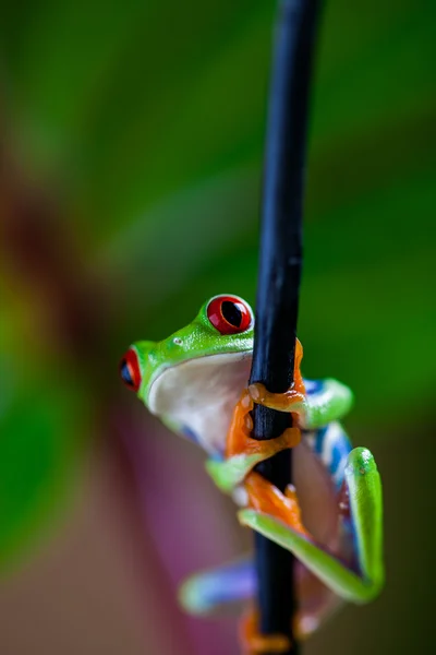 与美丽的青蛙，在丛林中的自然观 — 图库照片