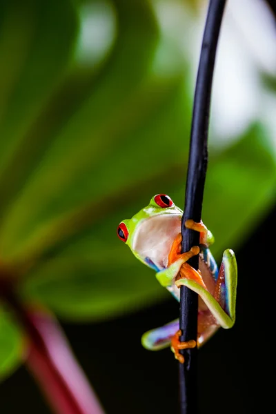 Concepto natural con hermosa rana en la selva —  Fotos de Stock