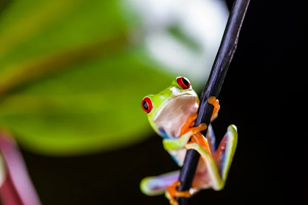 Wunderbarer exotischer Frosch, tropisches Thema — Stockfoto