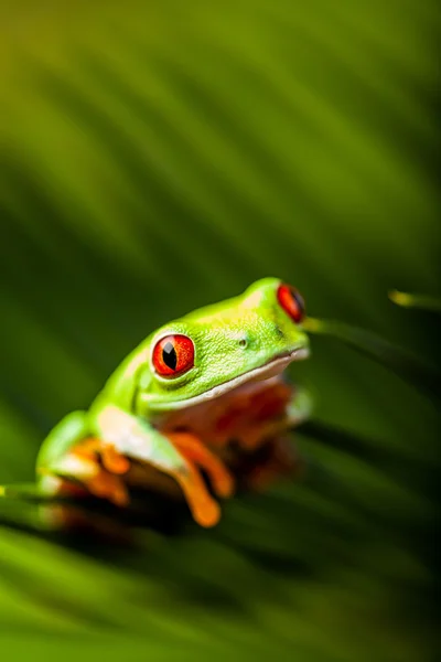 Magnifique grenouille exotique, thème tropical — Photo