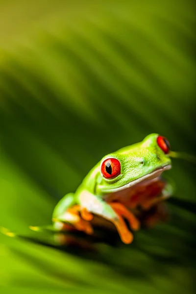 Прекрасная экзотическая лягушка, тропическая тема — стоковое фото