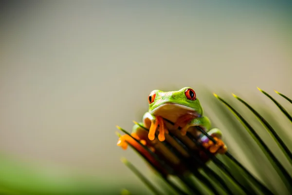 Hermosa rana colorida en la selva —  Fotos de Stock
