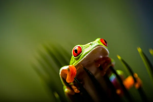 Krásné barevné žáby v džungli — Stock fotografie