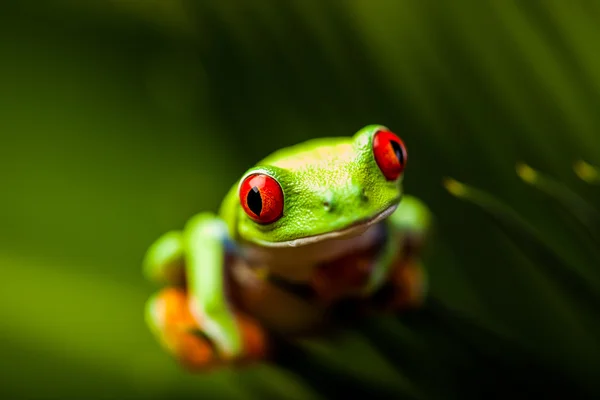 Экзотическая лягушка в тропических лесах — стоковое фото