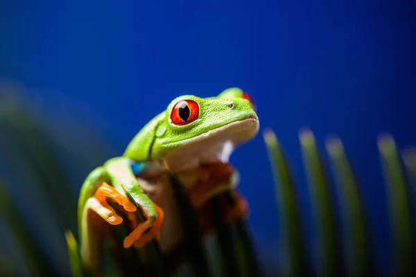 Rana exótica en la selva tropical natural — Foto de Stock