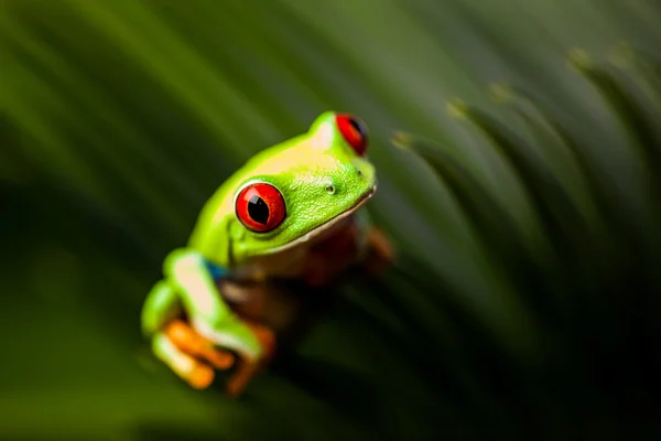 Rana esotica nella foresta pluviale naturale — Foto Stock