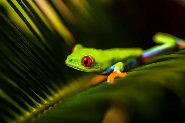 自然の熱帯雨林でエキゾチックなカエル — ストック写真