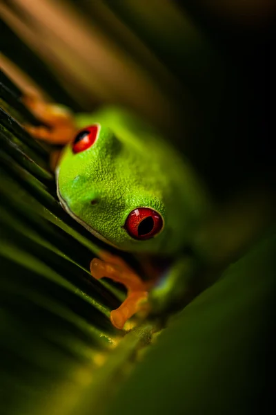 Естественная и свежая красочная тема с экзотической лягушкой — стоковое фото