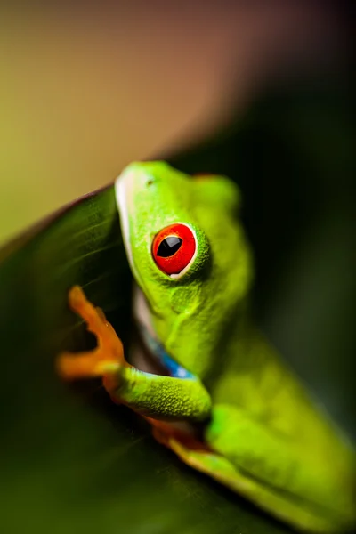 Thème coloré naturel et frais avec grenouille exotique — Photo