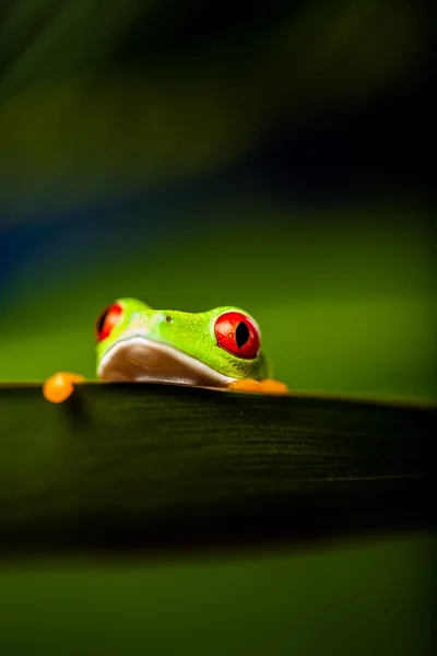 Естественная и свежая красочная тема с экзотической лягушкой — стоковое фото