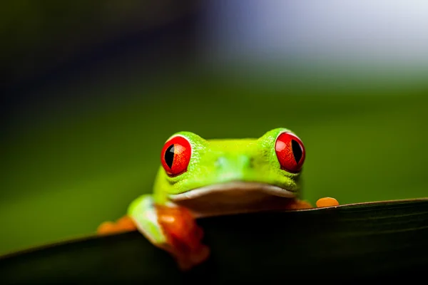 Жаба на листі в джунглях — стокове фото
