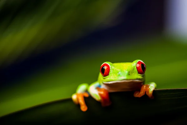 Frosch auf einem Blatt im Dschungel — Stockfoto