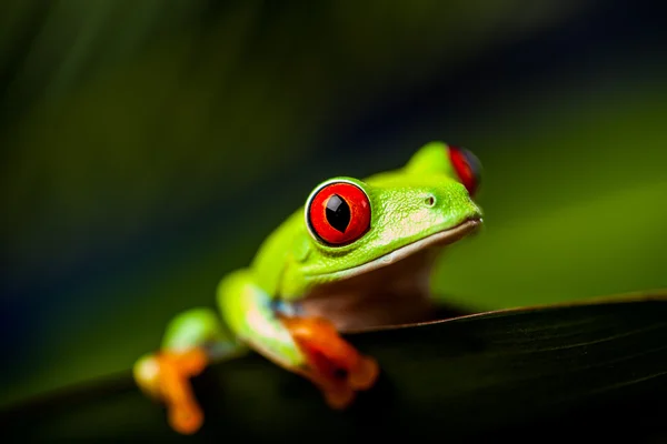 Лягушка на листе в джунглях — стоковое фото