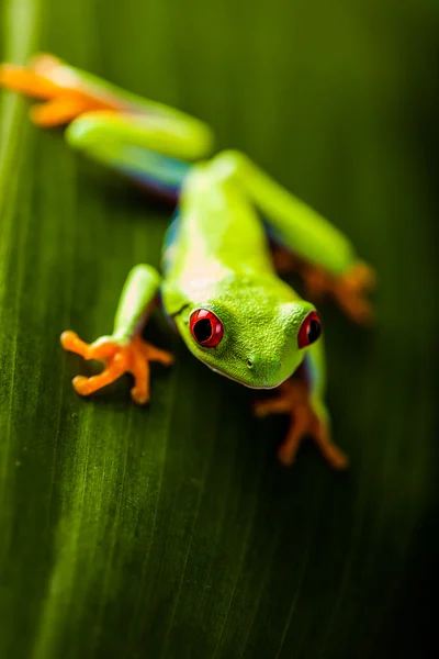 Sapo em uma folha na selva — Fotografia de Stock