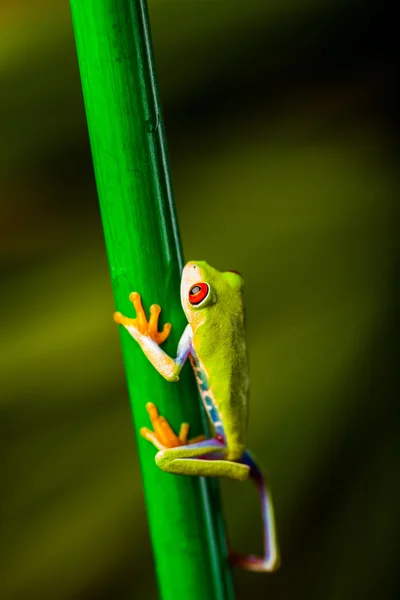 Tema tropicale foresta pluviale con rana colorata — Foto Stock