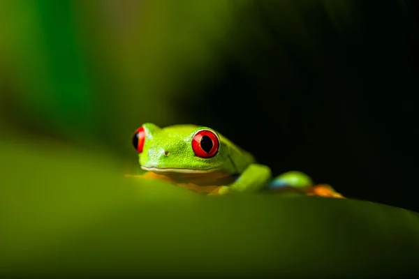 Τροπικό δάσος τροπικό θέμα με πολύχρωμο βάτραχος — Φωτογραφία Αρχείου
