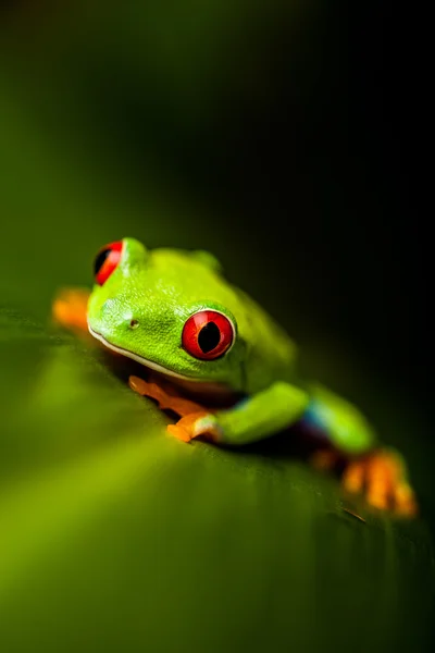 Tema tropicale foresta pluviale con rana colorata — Foto Stock