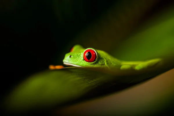 Regnskogen tropiska tema med färgglada groda — Stockfoto