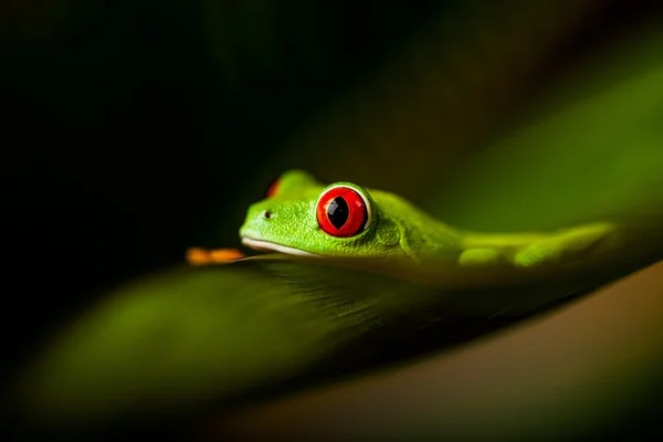 Tema tropical floresta tropical com sapo colorido — Fotografia de Stock