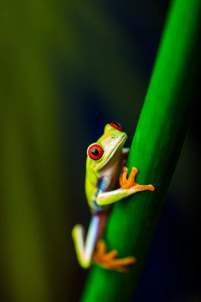 Tema tropicale foresta pluviale con rana colorata — Foto Stock