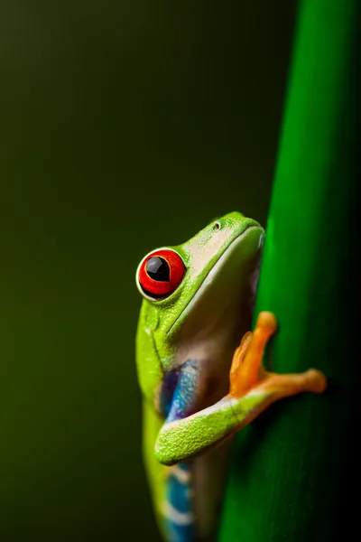 Тропическая тема тропических лесов с разноцветной лягушкой — стоковое фото