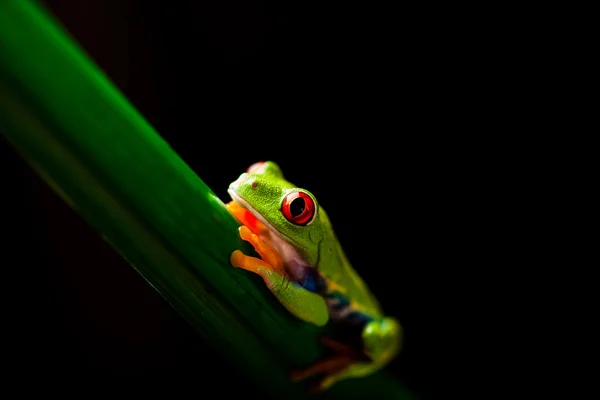 Tema tropical floresta tropical com sapo colorido — Fotografia de Stock
