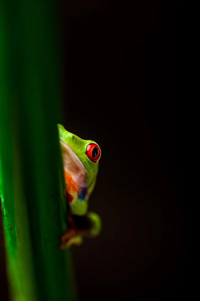열 대 숲에서 이국적인 개구리 — 스톡 사진