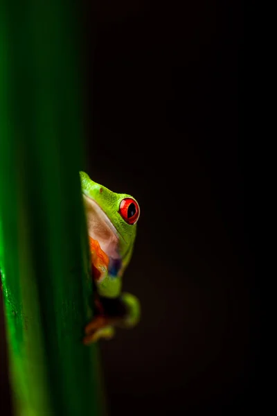 Rana esotica nella foresta tropicale — Foto Stock