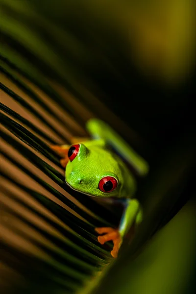 Экзотическая лягушка в тропическом лесу — стоковое фото