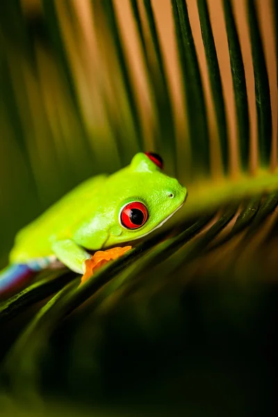 Concetto tropicale saturo con rana — Foto Stock