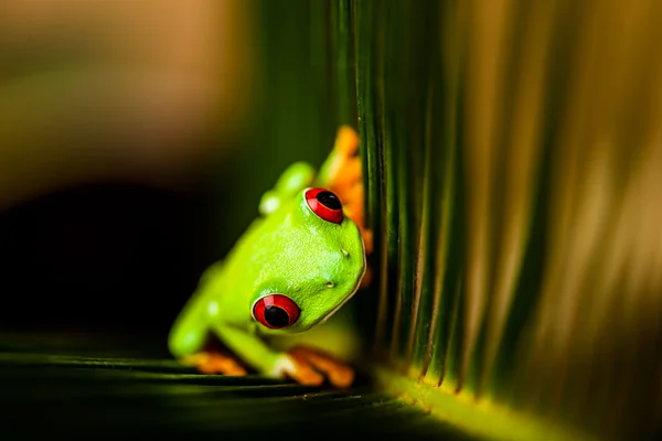 カエルと飽和熱帯コンセプト — ストック写真