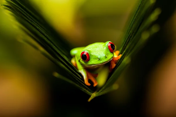 Concept tropical saturé avec grenouille — Photo