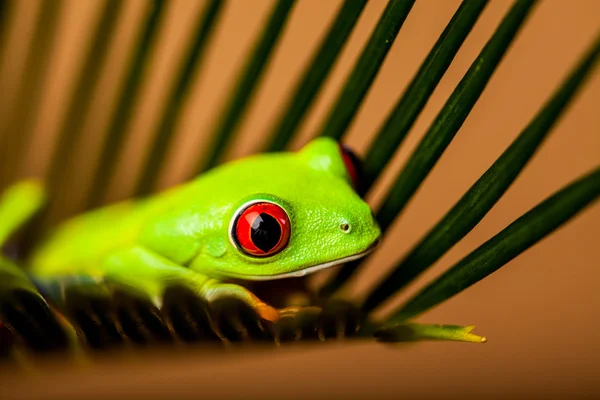 Насыщенный тропический концепт с лягушкой — стоковое фото