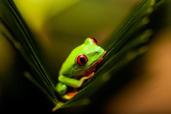 Egzotik renkli kurbağa — Stok fotoğraf