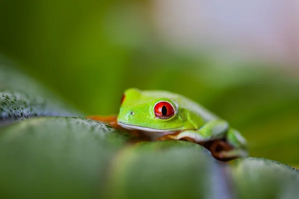 Egzotyczne kolorowe żaby — Zdjęcie stockowe